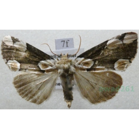 Thyatira batis (Linnaeus, 1758) Plamówka malinówka Czech7f